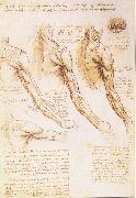 LEONARDO da Vinci, The muscles of arm, shoulder and neck